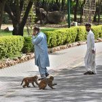 People feel happy to see monkeys on the road near Damn e koh in the Federal Capital.