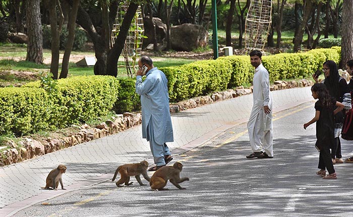 People feel happy to see monkeys on the road near Damn e koh in the Federal Capital.