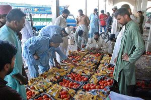  Auction of tomatoes underway at Vegetable and Fruits Market as fresh tomatoes reach the market. 