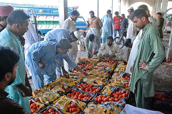 Auction of tomatoes underway at Vegetable and Fruits Market as fresh tomatoes reach the market.