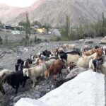 A shepherd guiding herd of goat and sheep heading towards garzing field