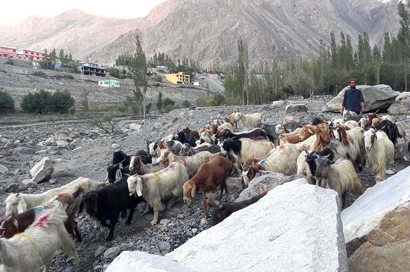A shepherd guiding herd of goat and sheep heading towards garzing field