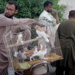 Vendor waiting for customers to sell pigeons at the bird market
