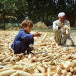 An elderly farmer along with his grandson spreading corns for drying purpose at Dhairi Miyan Ishaq area.