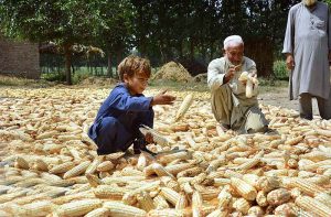 An elderly farmer along with his grandson spreading corns for drying purpose at Dhairi Miyan Ishaq area.