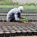 A nursery worker sowing seeds for seasonal flowers in pots at his nursery in Federal Capital.