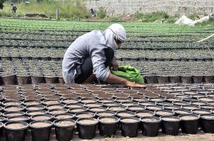 A nursery worker sowing seeds for seasonal flowers in pots at his nursery in Federal Capital.