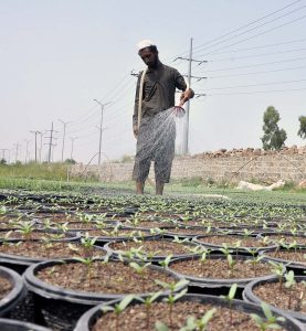A nursery worker sowing seeds for seasonal flowers in pots at his nursery in Federal Capital.
