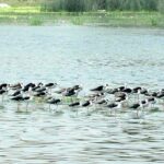 Birds sitting in the water in the water pond at Qasimabad