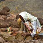 An elder woman preparing dung cakes to be used for burning purposes