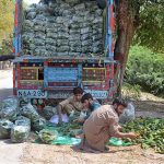 Farmers sorting good quality vegetable bitter gourd before packing and delivering to the vegetable market.