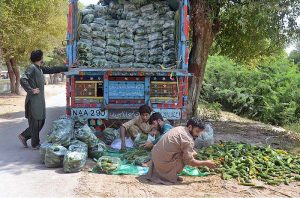  Farmers sorting good quality vegetable bitter gourd before packing and delivering to the vegetable market. 