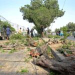 A view of cut trees which were planted on the green belt, needs the attention of concerned authorities at Korangi Area