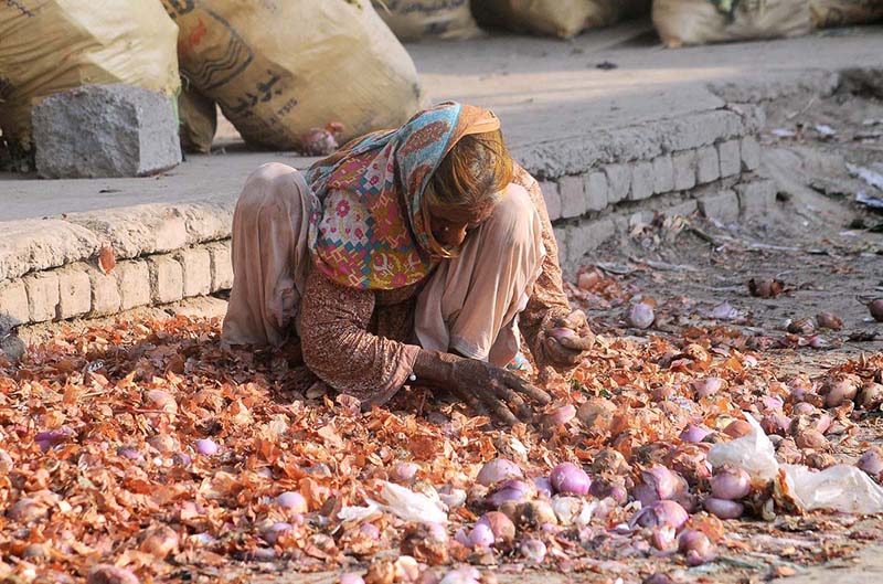 An elderly woman searching onions from trash at a vegetable market