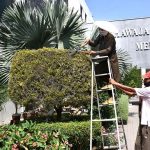 A gardener is pruning the branches of a plant at Khawaja Safdar Medical College