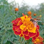 A honey-bee extracting nectar from the seasonal flower at Assembly Secretariat garden.