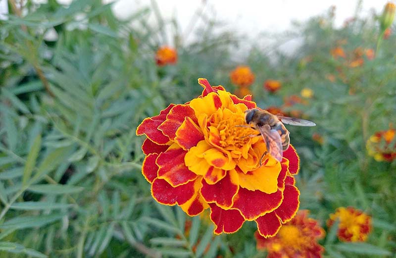 A honey-bee extracting nectar from the seasonal flower at Assembly Secretariat garden.