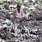 A farmer busy in collecting traditional vegetable beeh at a farm field near Wada Mahar Village.