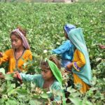 Labourer girls picking cotton in the field