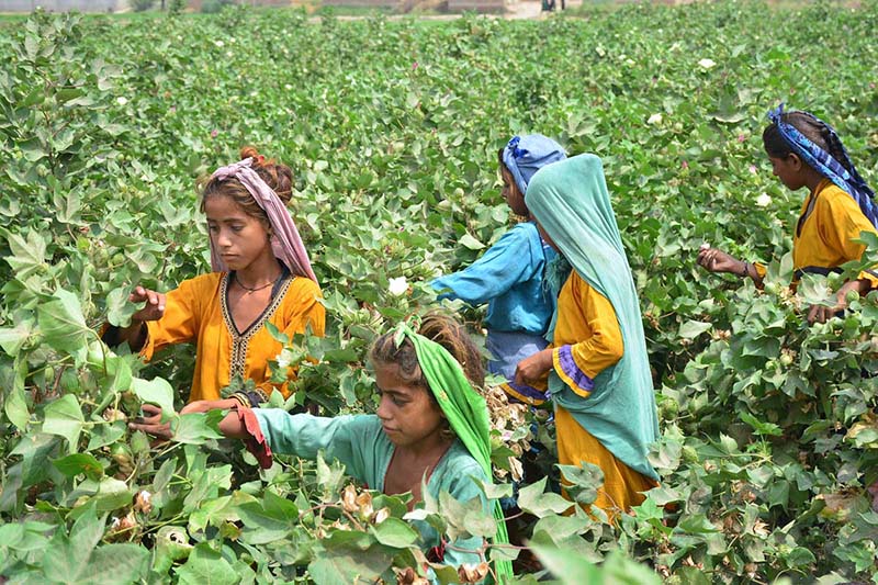 Labourer girls picking cotton in the field