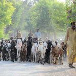 Shepherds guiding their herd of goats heading towards the grazing field.