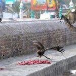 September 13 - Kite birds picking the piece of meat thrown by the people for mercy at the roadside.