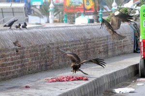 September 13 - Kite birds picking the piece of meat thrown by the people for mercy at the roadside.