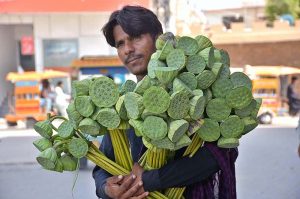  A vendor displaying the seasonal fruit (Dodi) to attract the customers at Royal Road. 