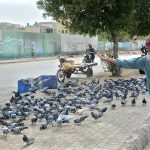 An old man feeding pigeons at a roundabout.