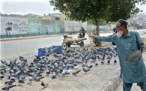 An old man feeding pigeons at a roundabout.