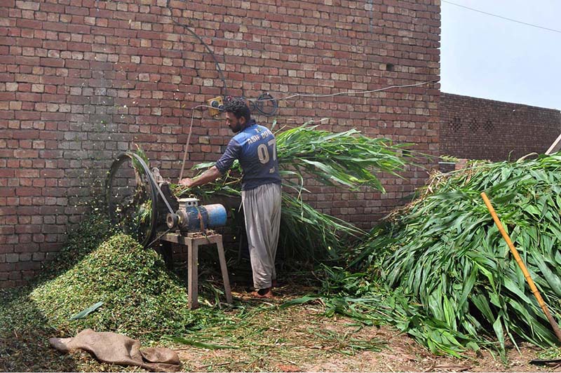 A worker is cutting fodder for animals at his workplace