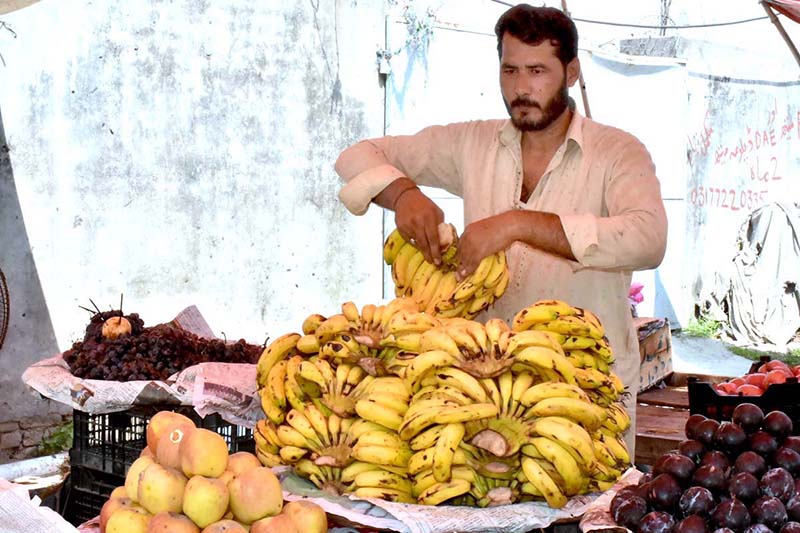 The vendor is arranging and displaying bananas to attract customers at his road side setup
