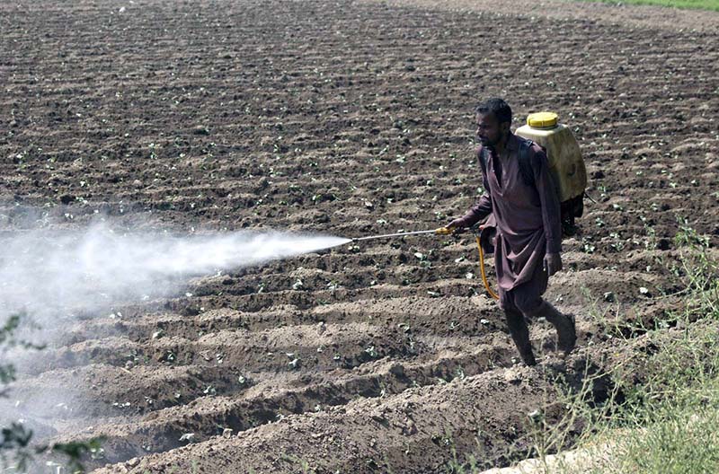 Farmer is spraying pesticides at his farm field.