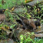 Birds enjoying in the water during hot weather in the city.