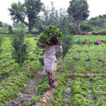 A farmer on the way loading with Spinach after cutting to the delivery vegetable market.