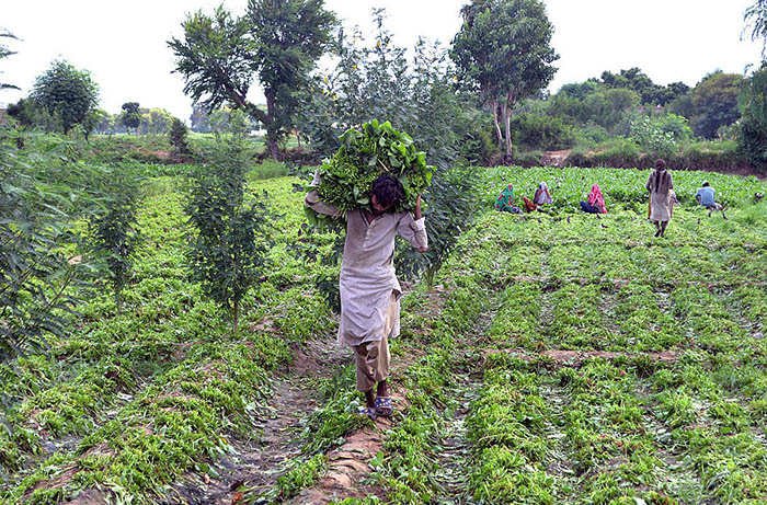 A farmer on the way loading with Spinach after cutting to the delivery vegetable market.