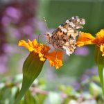 A colorful butterfly extracting necter from the seasonal flower at a road side garden