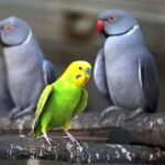 Parrots in a cage at Rani Bagh Zoo