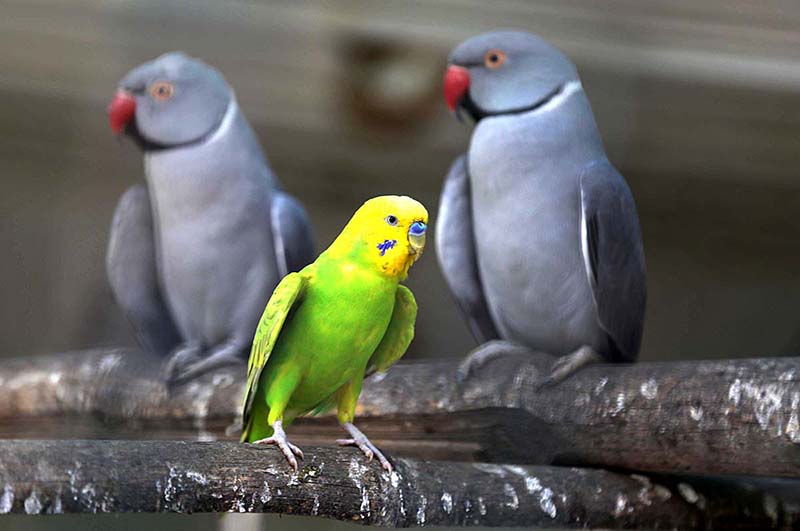 Parrots in a cage at Rani Bagh Zoo