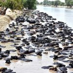 A herd of buffaloes bathing in Rice Canal