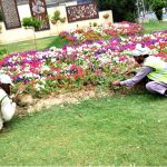PHA workers sowing seasonal flowers in a local park