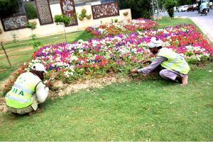 PHA workers sowing seasonal flowers in a local park