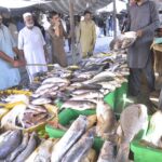 People purchasing fish from a stall at H-9 weekly bazar