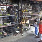 A man with his child looking for birds in H-9 weekly bazar