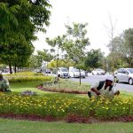 PHA workers are weeding flower plants in the green belt near Shadman