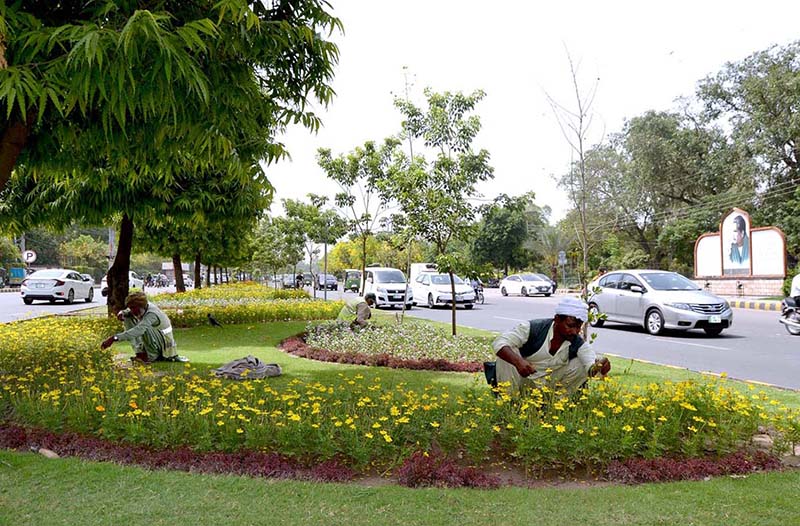 PHA workers are weeding flower plants in the green belt near Shadman