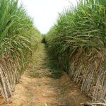 sugarcane yielding