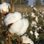 Cotton