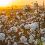 cotton supply