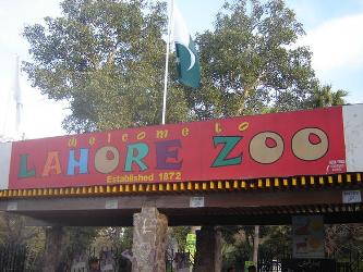 Ornamental fish released into Lahore Zoo waterfall